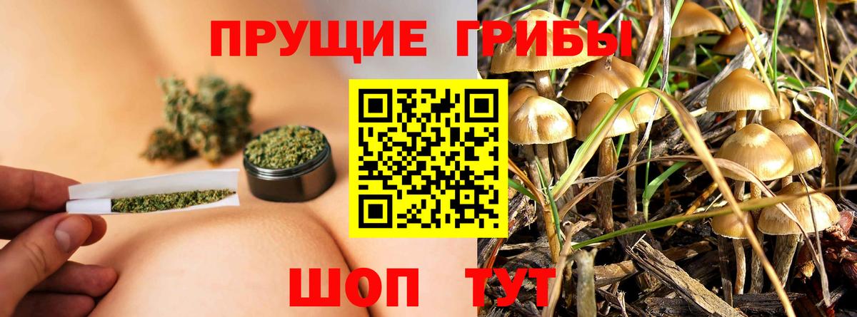 Псилоцибиновые грибы GOLDEN TEACHER Тихвин